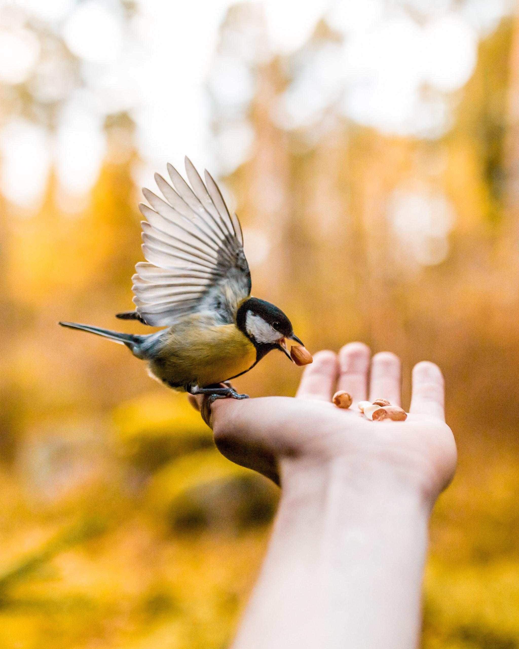 Portland+Experiences+Surge+in+Bird+Collisions+Amidst+High-Rise+Construction